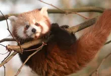 animals red pandas 3786x2524 wallpaper Art HD Wallpaper